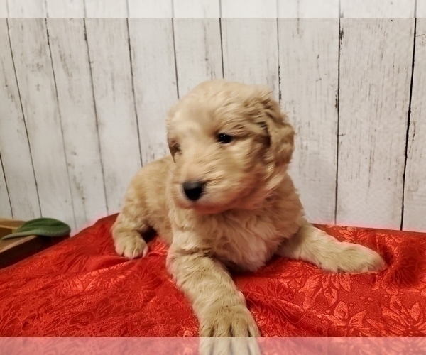 Medium Photo #2 Goldendoodle Puppy For Sale in COLUMBIANA, OH, USA