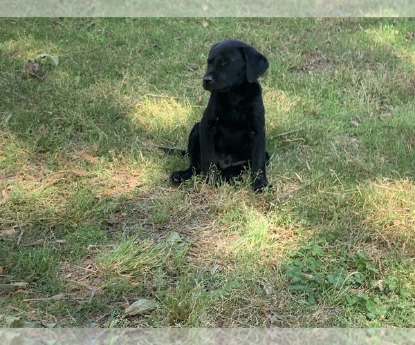 Medium Photo #3 Labrador Retriever Puppy For Sale in CLARKESVILLE, GA, USA