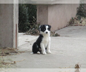 Border Collie-English Shepherd Mix Puppy for sale in SHILOH, OH, USA