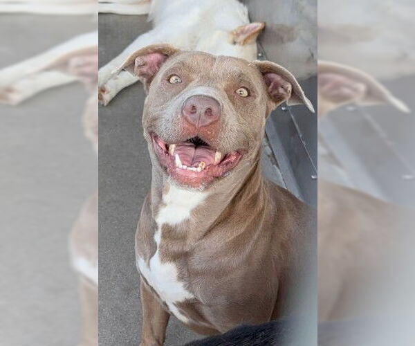 Medium Photo #2 American Pit Bull Terrier Puppy For Sale in San Bernardino, CA, USA