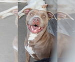 Small #1 American Pit Bull Terrier