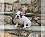Small Photo #4 French Bulldog Puppy For Sale in DENVER, NC, USA