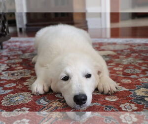 English Cream Golden Retriever Puppy for Sale in ROCKY FACE, Georgia USA