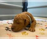 Small Photo #48 Goldendoodle Puppy For Sale in NORTH SCITUATE, RI, USA