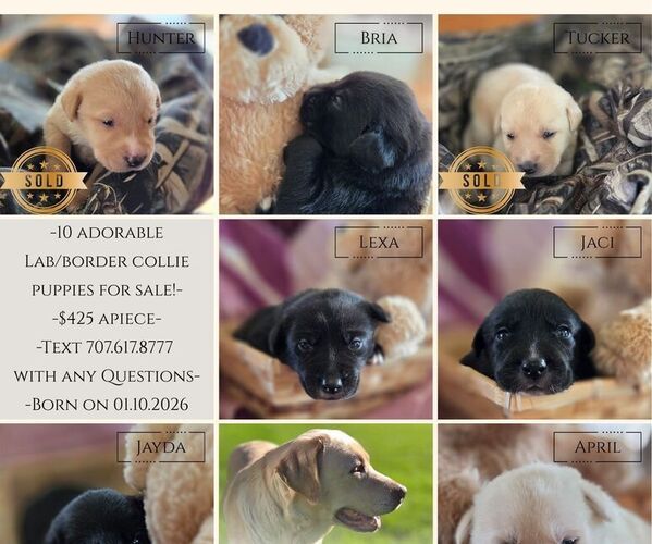 Medium Photo #42 Borador Puppy For Sale in FORTUNA, CA, USA