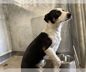 Border Collie Dogs for adoption in San Bernardino, CA, USA