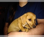 Small Photo #1 Chiweenie Puppy For Sale in VANCOUVER, WA, USA
