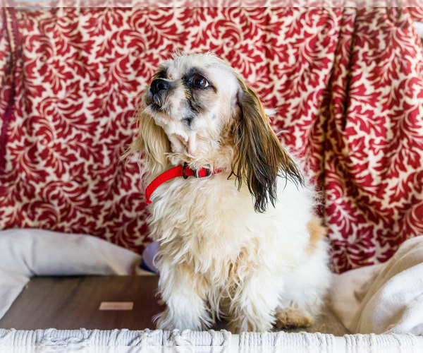 Medium Photo #17 Shih Tzu Puppy For Sale in WAKARUSA, IN, USA