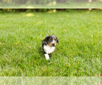 Small #3 Dachshund