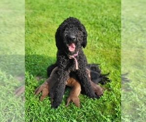 Mother of the Labradoodle puppies born on 07/23/2022