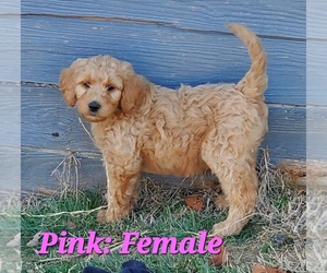 Goldendoodle Puppy for sale in HOLLAND, IN, USA