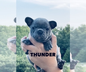 French Bulldog Puppy for sale in COMMERCE, GA, USA