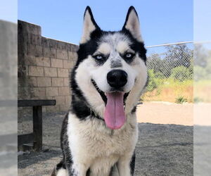 Siberian Husky Dog for Adoption in Omaha, Nebraska USA