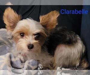 Mother of the Yorkshire Terrier puppies born on 06/05/2025
