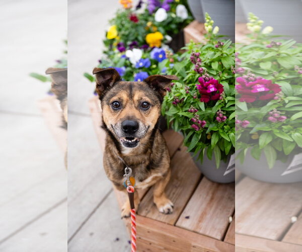 Medium Photo #4 Mutt Puppy For Sale in St. Louis Park, MN, USA