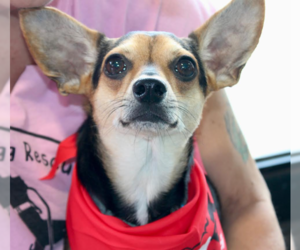 Chihuahua-Unknown Mix Dogs for adoption in Cranston, RI, USA