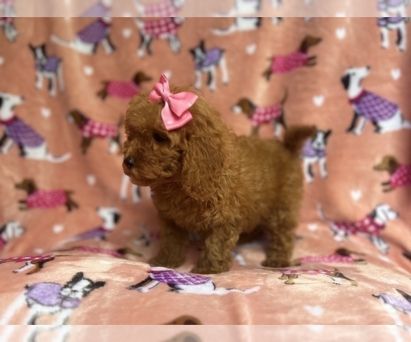 Medium Photo #7 Cavapoo Puppy For Sale in LAKELAND, FL, USA