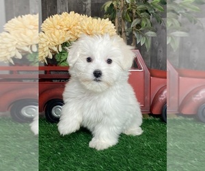 Coton de Tulear Puppy for sale in CANOGA, NY, USA