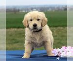 Small Photo #5 English Cream Golden Retriever Puppy For Sale in BIRD IN HAND, PA, USA