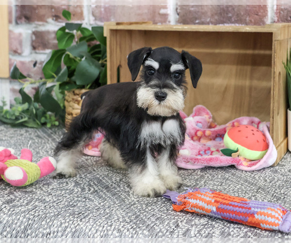 Medium Photo #1 Schnauzer (Miniature) Puppy For Sale in SYRACUSE, IN, USA