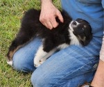 Small Photo #12 Australian Shepherd Puppy For Sale in MARIANNA, FL, USA