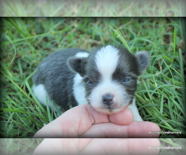 Medium Photo #10 Chihuahua Puppy For Sale in WISTER, OK, USA