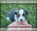Puppy 5 Chihuahua