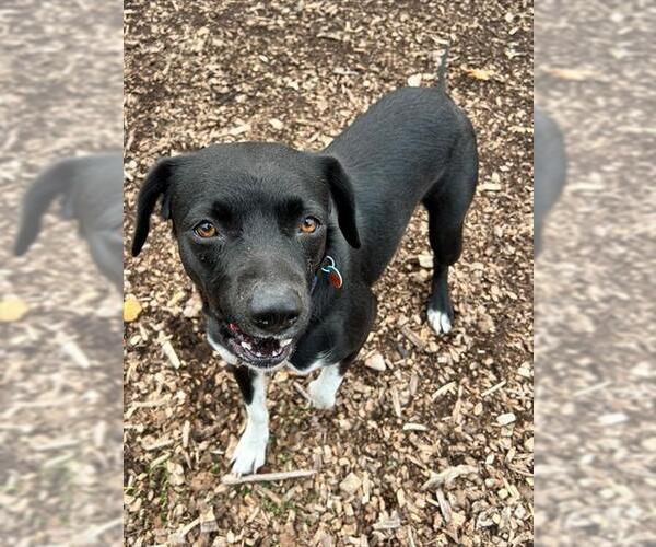 Medium Photo #1 Mutt Puppy For Sale in Waterford, VA, USA