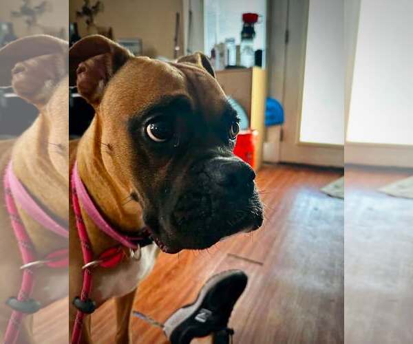 Medium Photo #4 Boxer Puppy For Sale in Dumont, NJ, USA