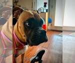 Small #3 Boxer