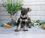 Puppy April Schnauzer (Miniature)