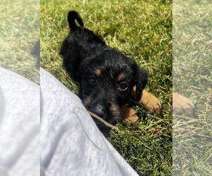 Rowlf - Male Mutt Dog for Adoption - Photo #4