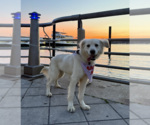 Small #3 Golden Retriever-Retriever  Mix