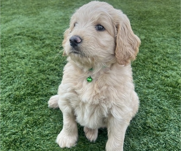 Medium Photo #80 Goldendoodle Puppy For Sale in PHOENIX, AZ, USA