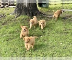 Small Photo #7 Golden Retriever Puppy For Sale in WOODSTOCK, CT, USA