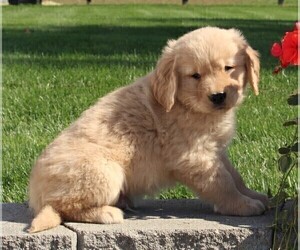 Golden Retriever Puppy for sale in FREDERICKSBURG, OH, USA