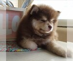 Small Photo #32 Pomsky Puppy For Sale in RAMSEY, MN, USA
