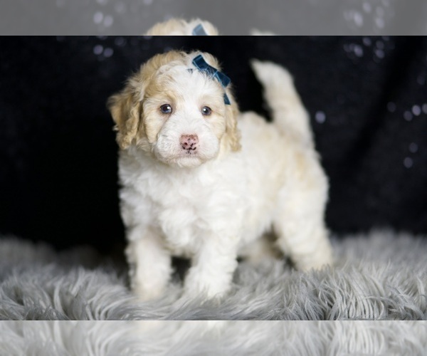 Medium Photo #4 Maltipoo (Miniature) Puppy For Sale in WARSAW, IN, USA