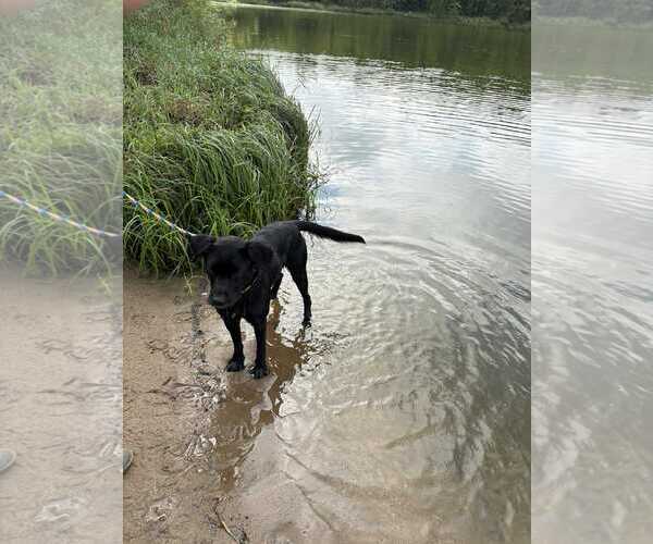 Medium Photo #2 Labrador Retriever-Unknown Mix Puppy For Sale in Coralville, IA, USA