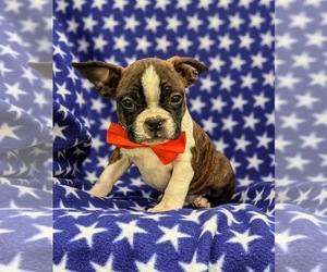Boston Terrier Puppy for sale in NARVON, PA, USA