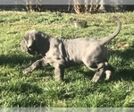 Small Photo #17 Neapolitan Mastiff Puppy For Sale in BRISTOW, VA, USA