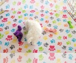 Small #11 Maltipoo (Toy)