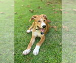 Small #1 Canaan Dog