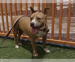 Small #1 American Pit Bull Terrier Mix