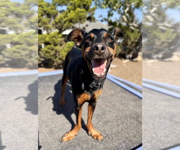 Medium Photo #2 Miniature Pinscher-Unknown Mix Puppy For Sale in Seal Beach, CA, USA