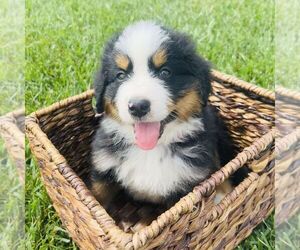 Bernedoodle (Miniature) Puppy for sale in GORDONVILLE, PA, USA