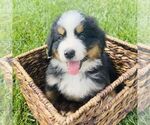 Small Bernedoodle (Miniature)
