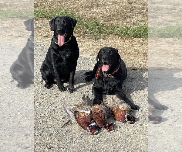 Medium Photo #24 Labrador Retriever Puppy For Sale in REDDING, CA, USA