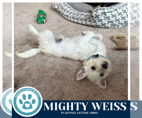 Medium Photo #4 Maltese-Unknown Mix Puppy For Sale in Kimberton, PA, USA