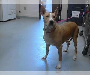 American Pit Bull Terrier-Unknown Mix Dogs for adoption in Fayetteville, NC, USA